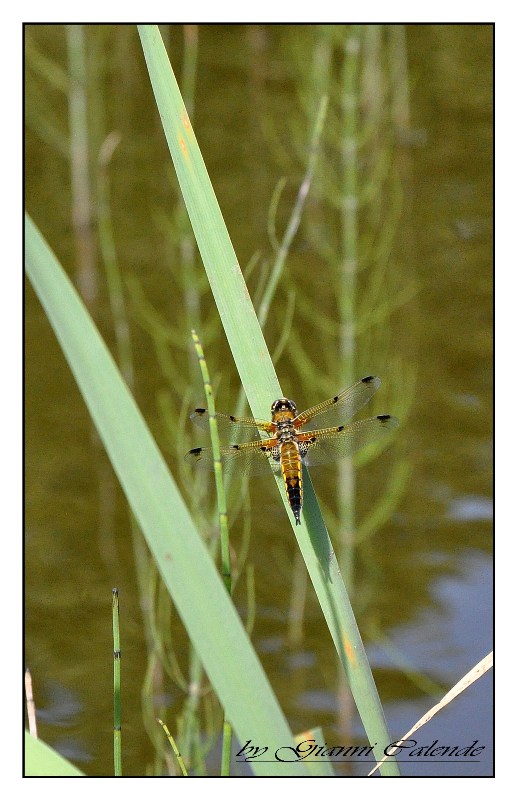 Libellula quadrimaculata??? femmina /maschio??